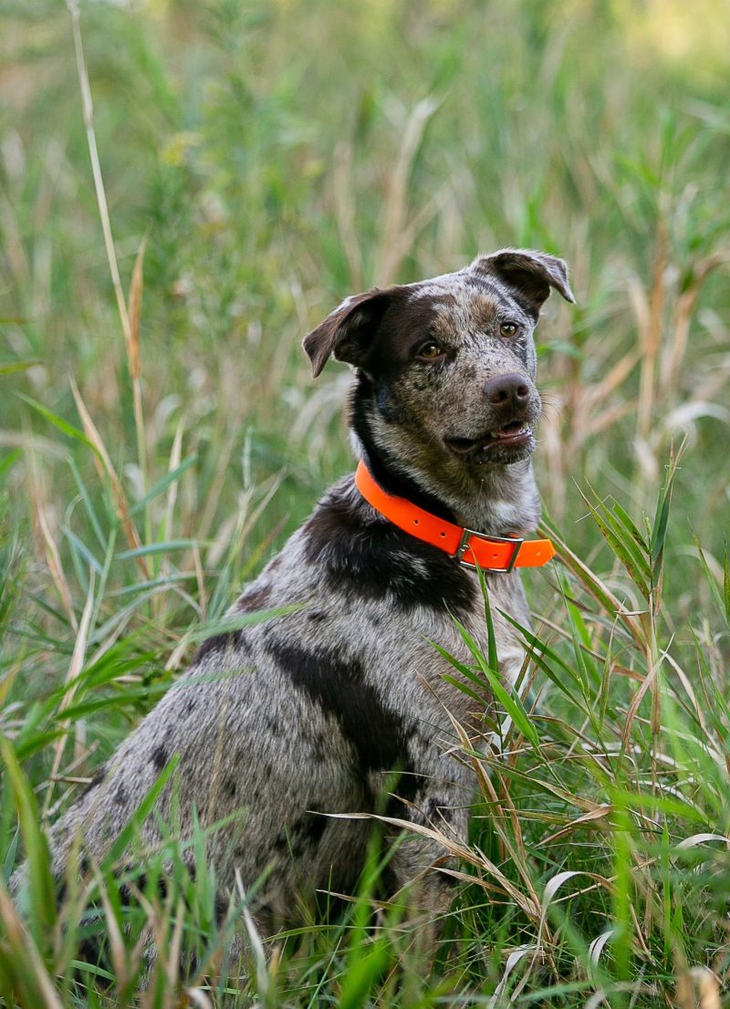 Upland Orange Collar on Dog