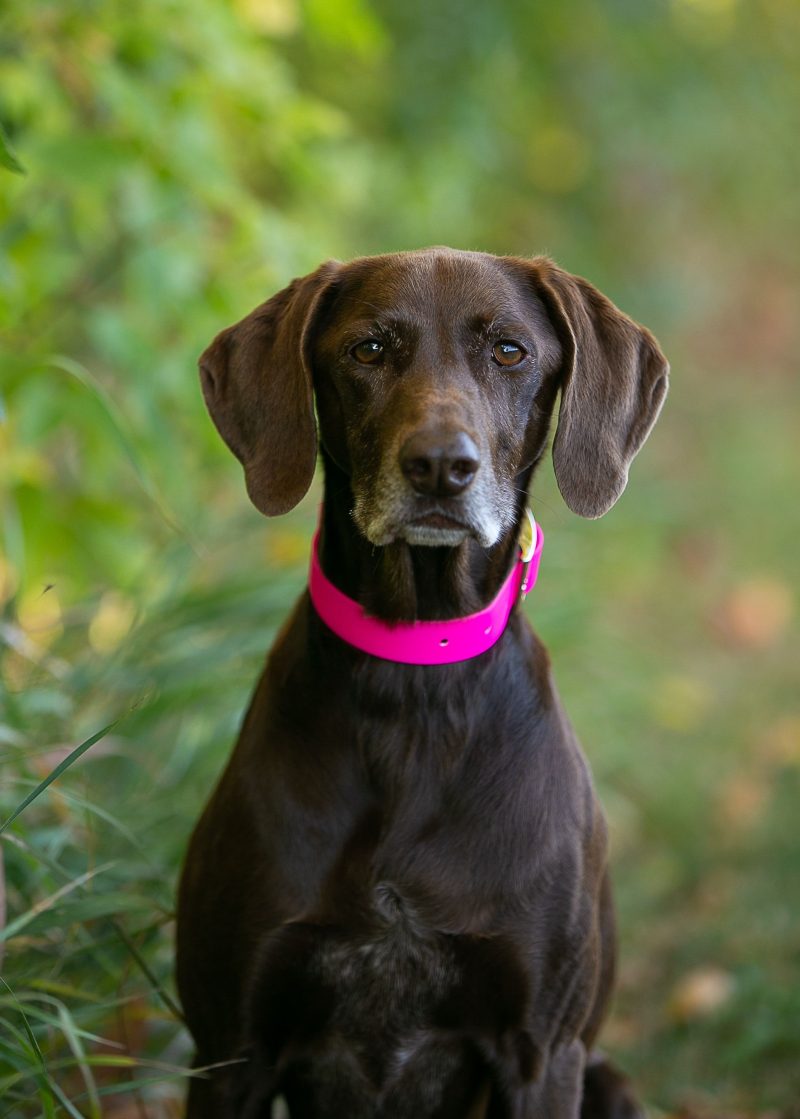 Upland Pink Collar on Dog