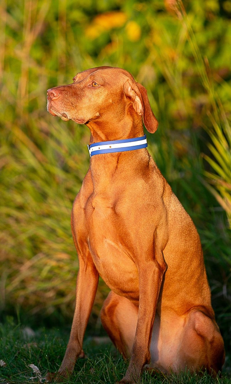 Upland Field Collar with Reflective Band on Dog Blue