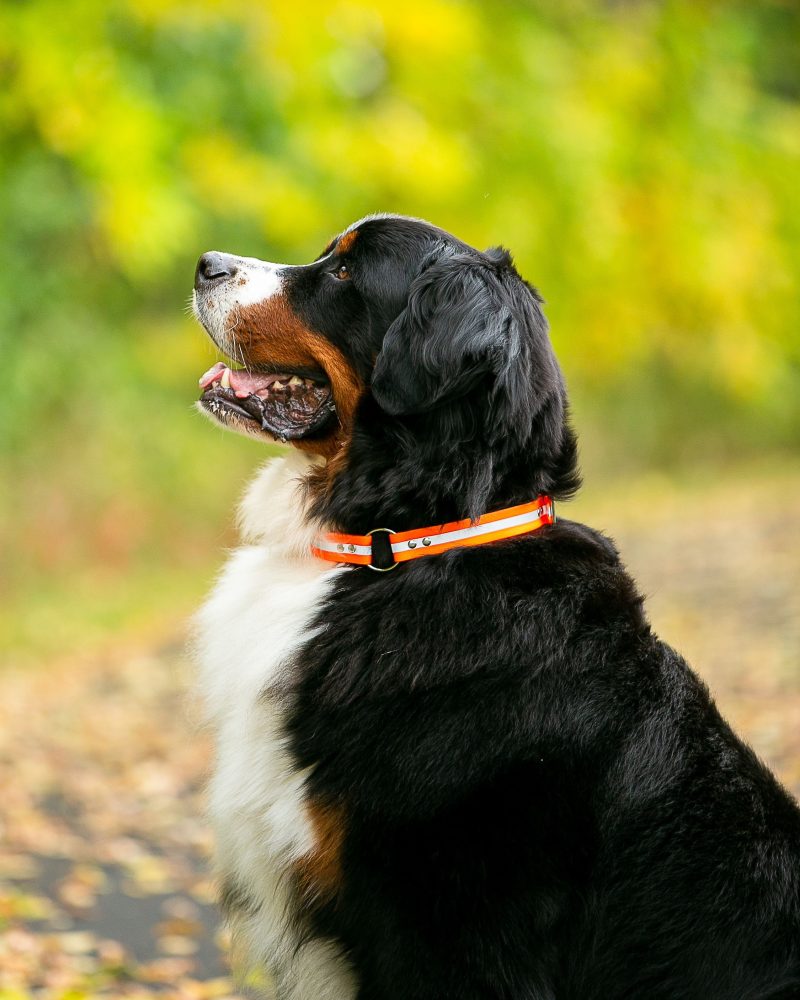Upland Field Collar with Reflective Band on Dog Orange