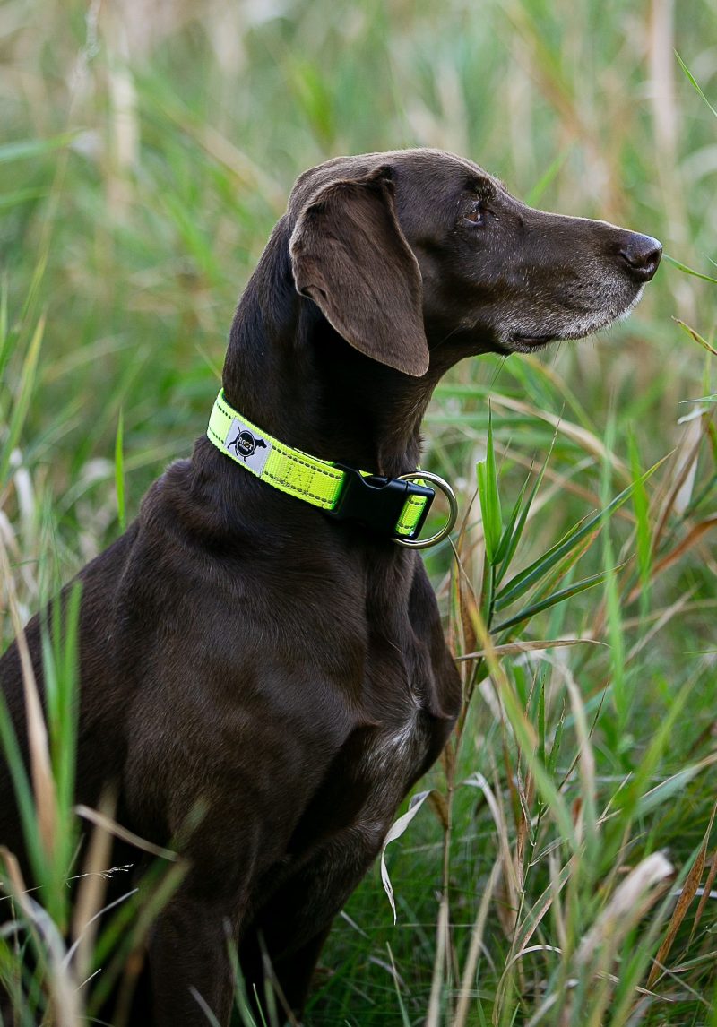 Trailhead collar on dog Neon