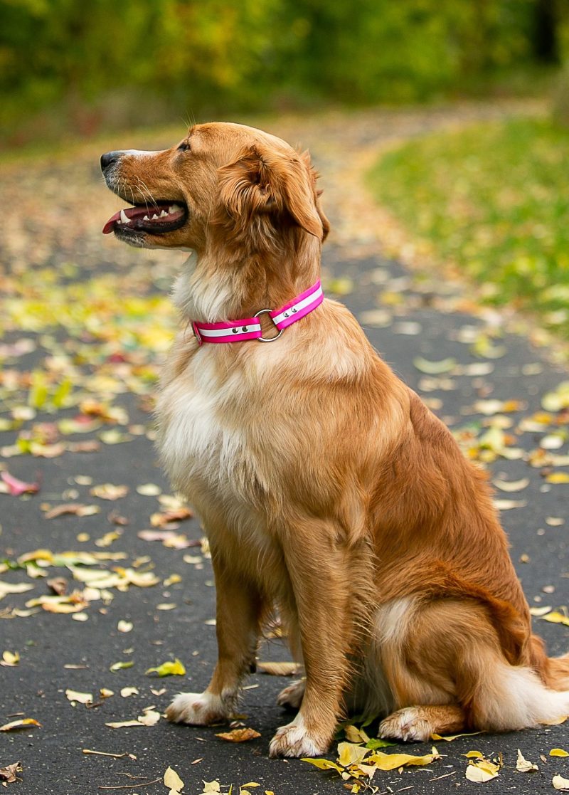 Upland Field Collar with Reflective Band on Dog Pink