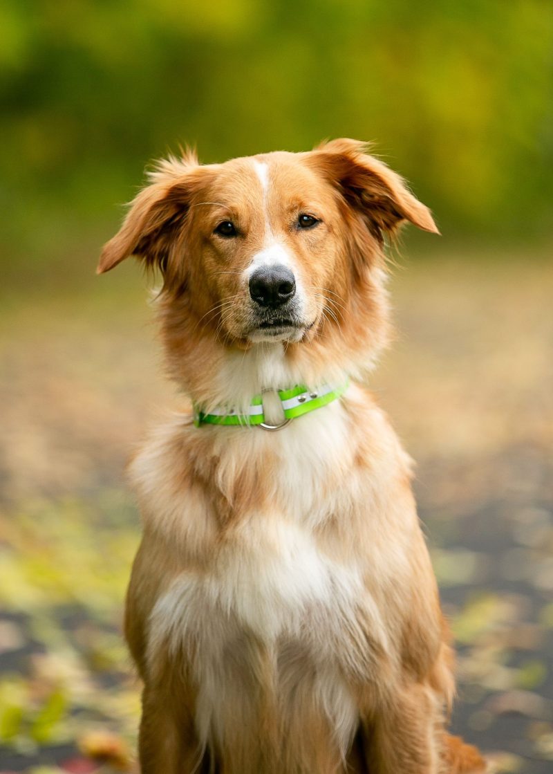 Upland Field Collar with Reflective Band on Dog Green