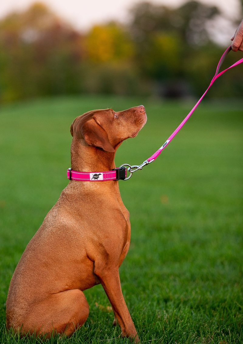 Dog sitting with collar and leash
