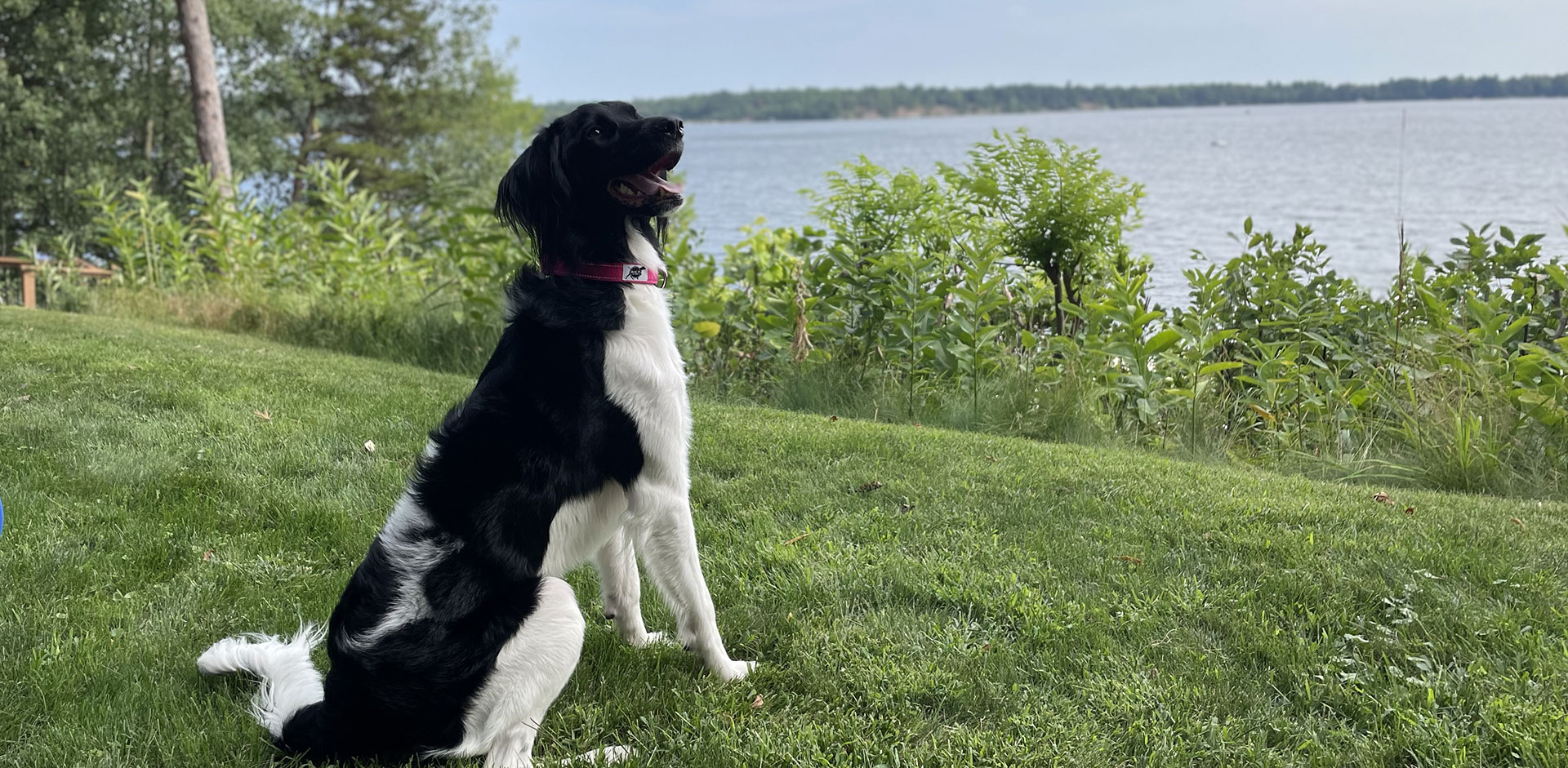 ROCT Dog by lake