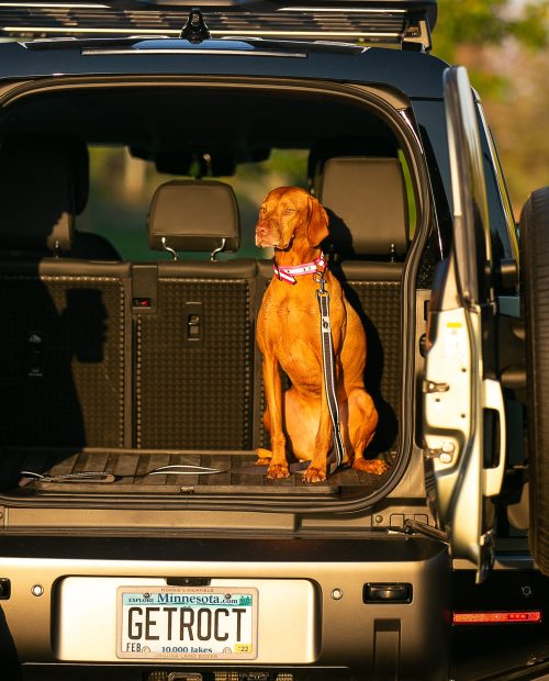 Dog in open trunk of vehicle with GETROCT license plate