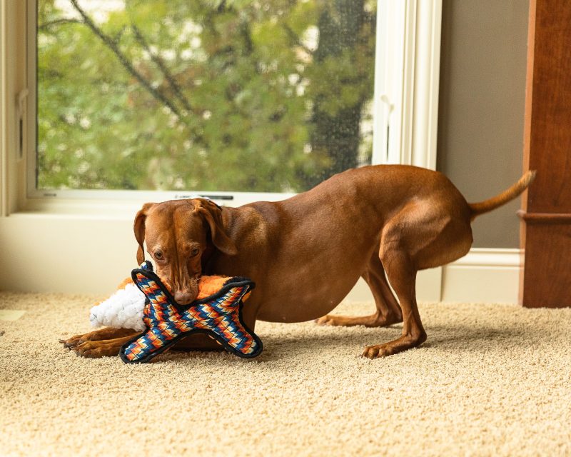 Sly Fox Dog Toy - Image 3