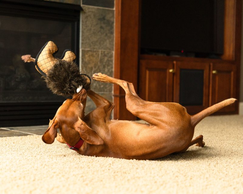 Wild Bison Dog Toy - Image 2