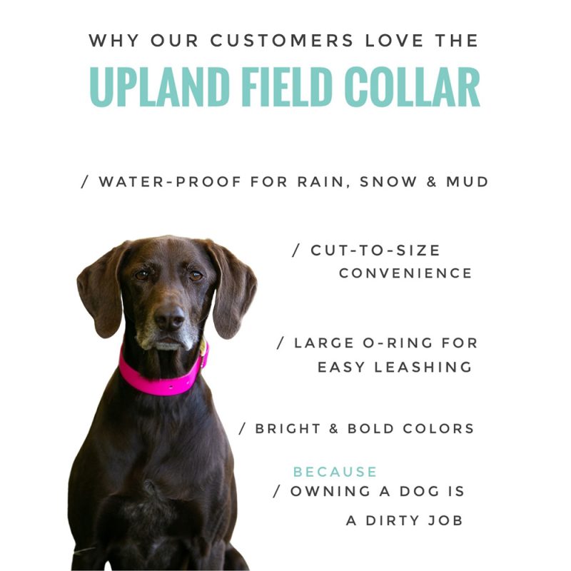 Upland Field Collar