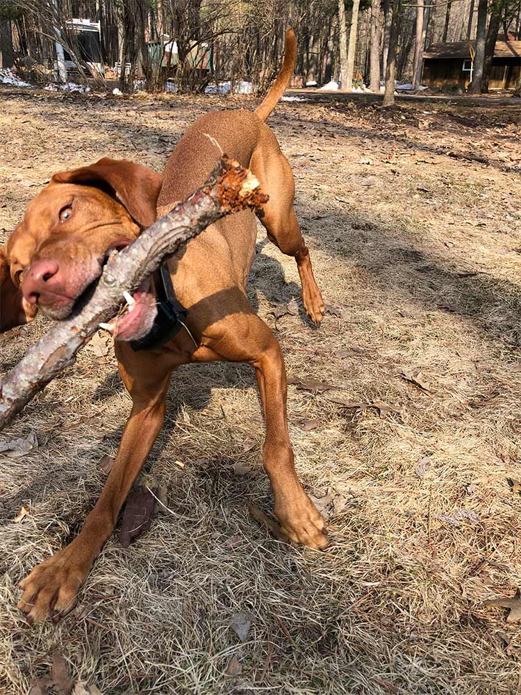 A Dog and a Stick