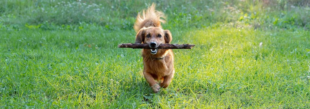 Dog with stick in grass