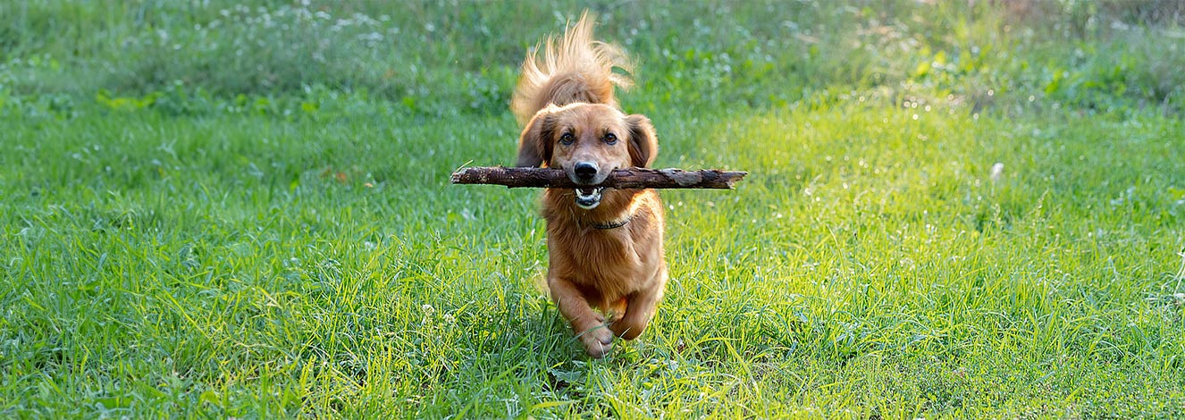 A Dog and a Stick: a Tale as Old as Time