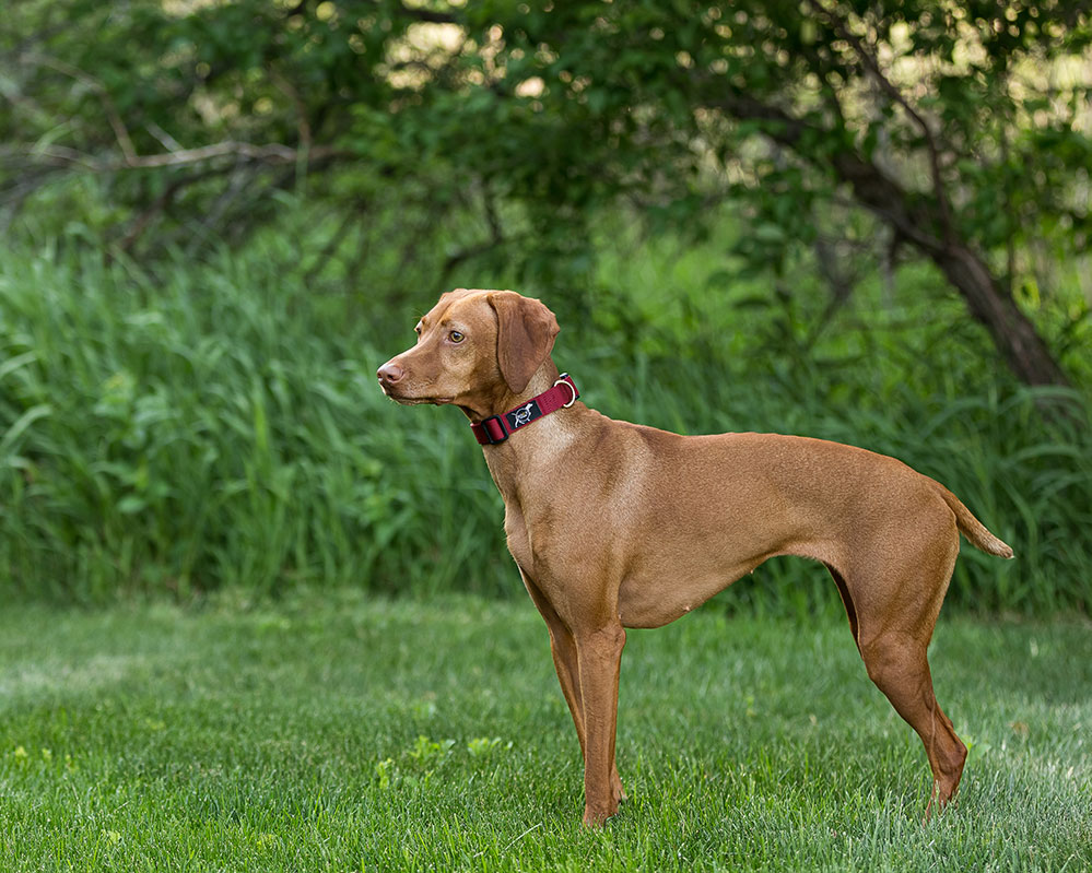 Dog wearing St. Croix collar