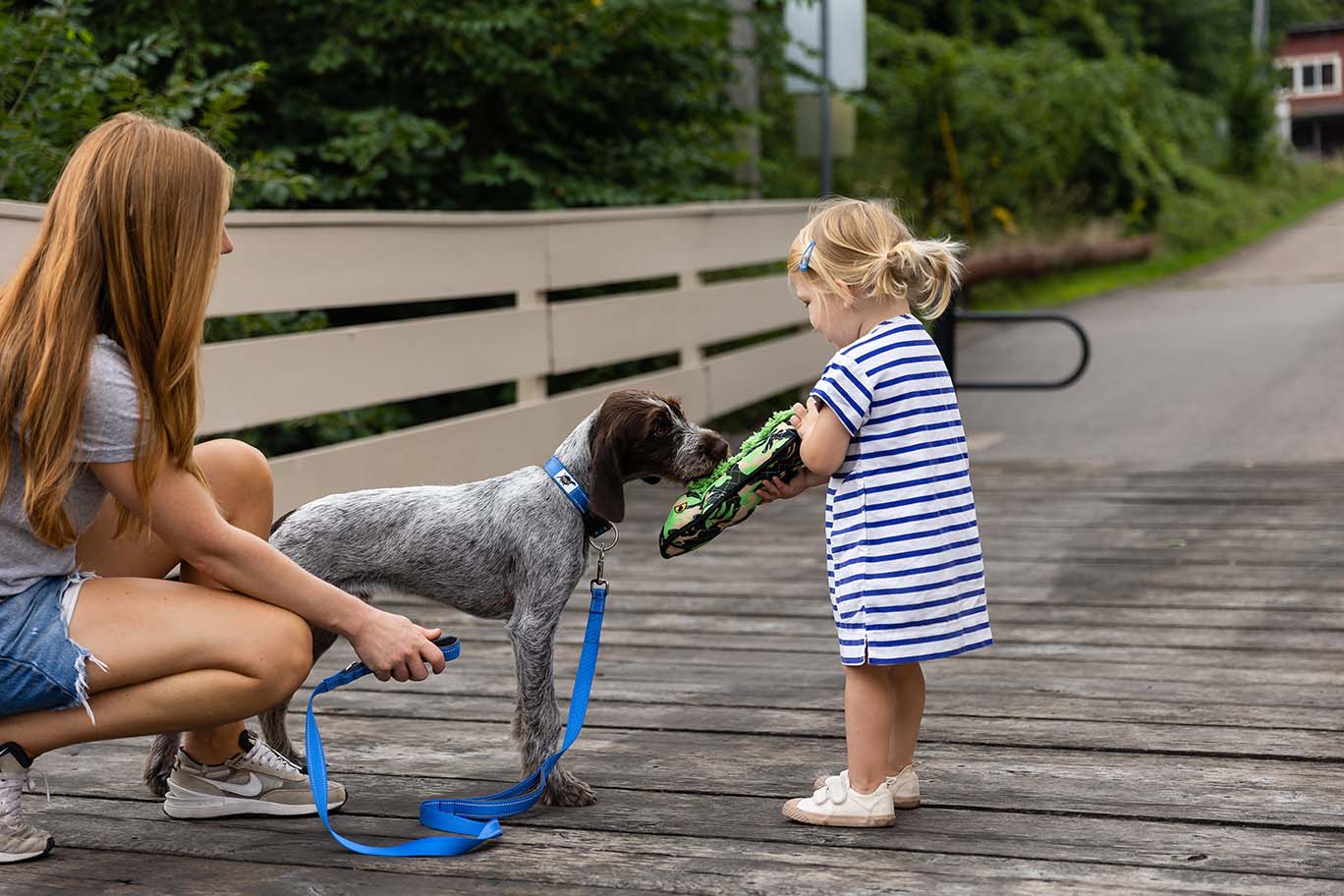 A child holds an Alligator dog toy out to a brown and white dog.