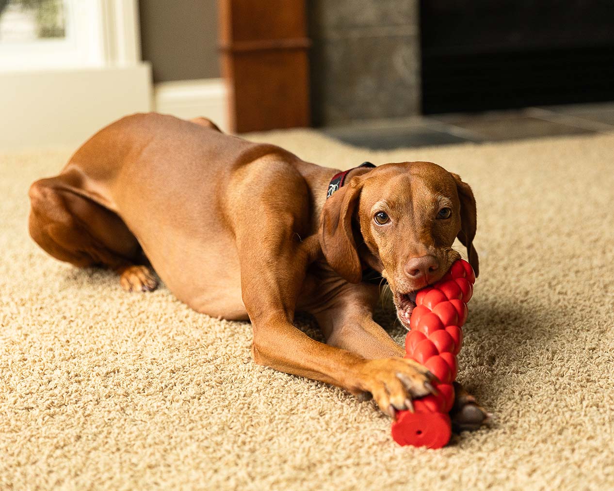 A dog chewing on a red rubber baton dog toy, which is included in subscriptions