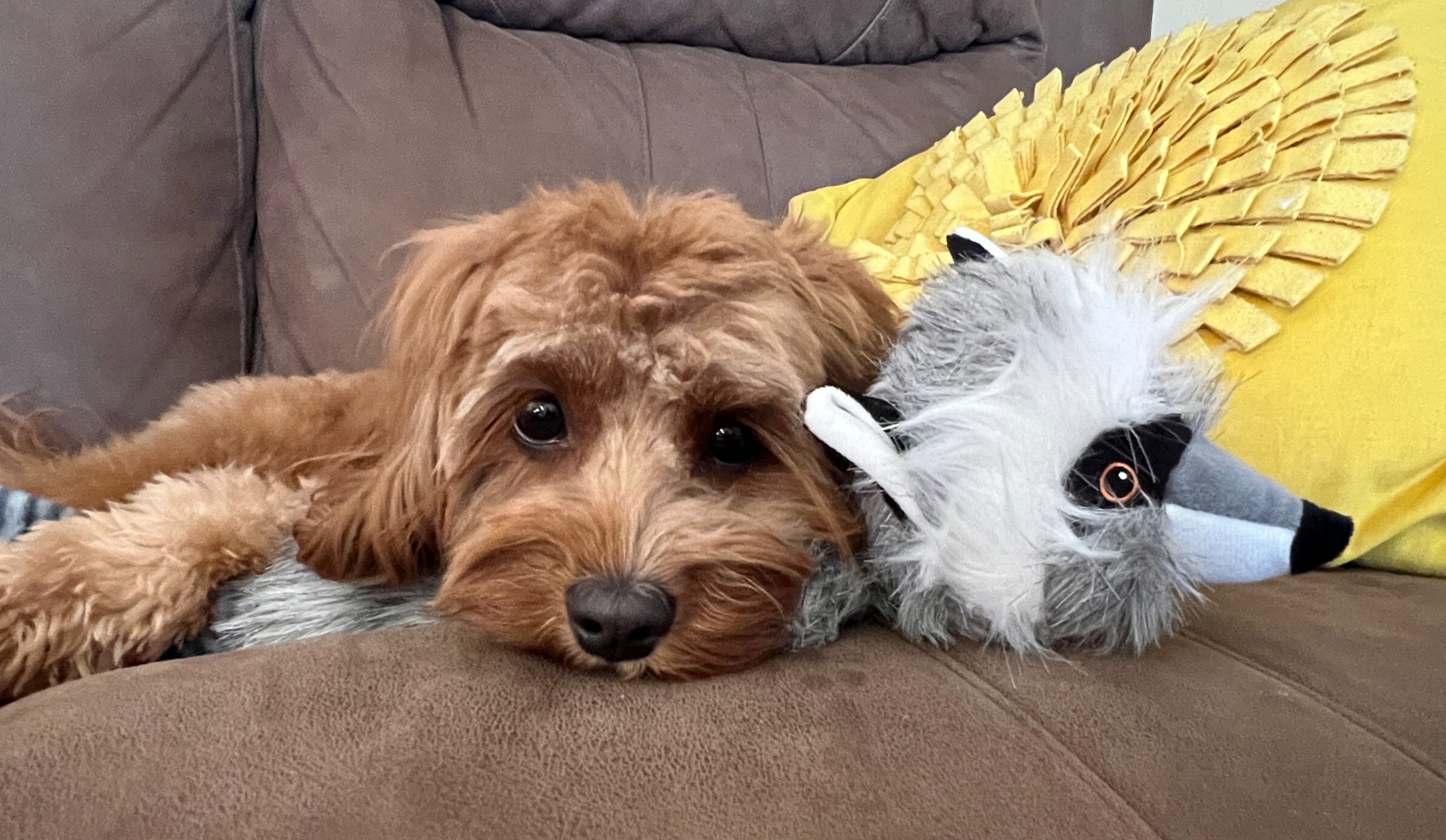 A small dog cuddles with a raccoon dog toy, which is part of ROCT FUNscription subscriptions