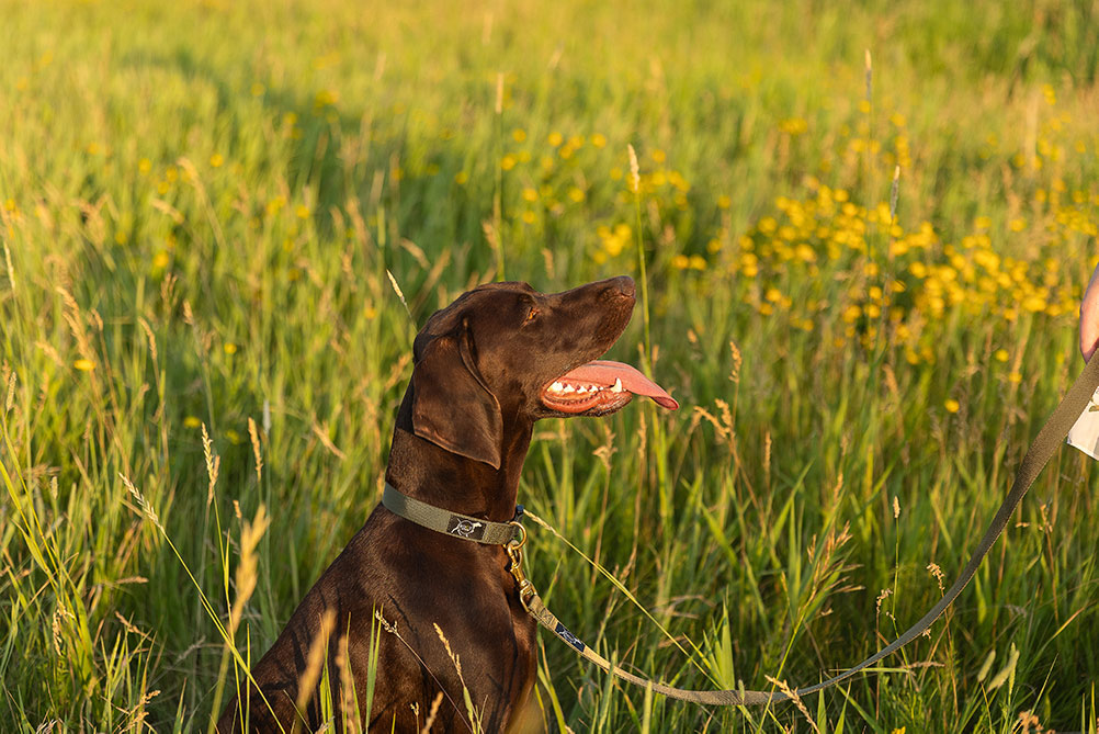 Dog wearing St. Croix collar