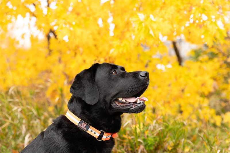 Hornady Hunt Dog Collar & Dog Leash