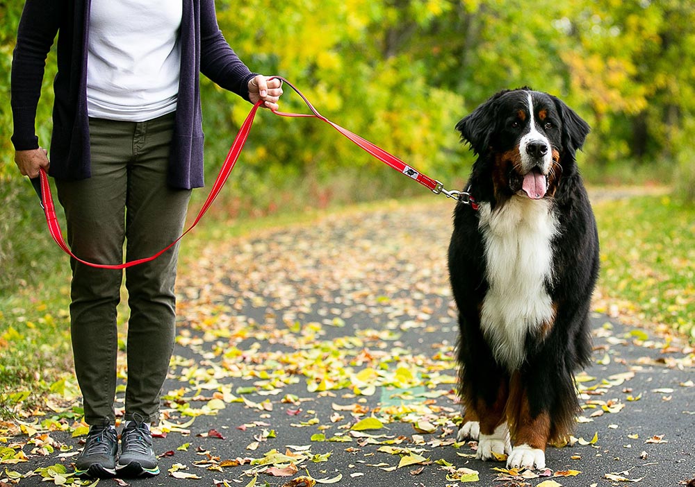 Feature Focus: Trailhead Dog Leash