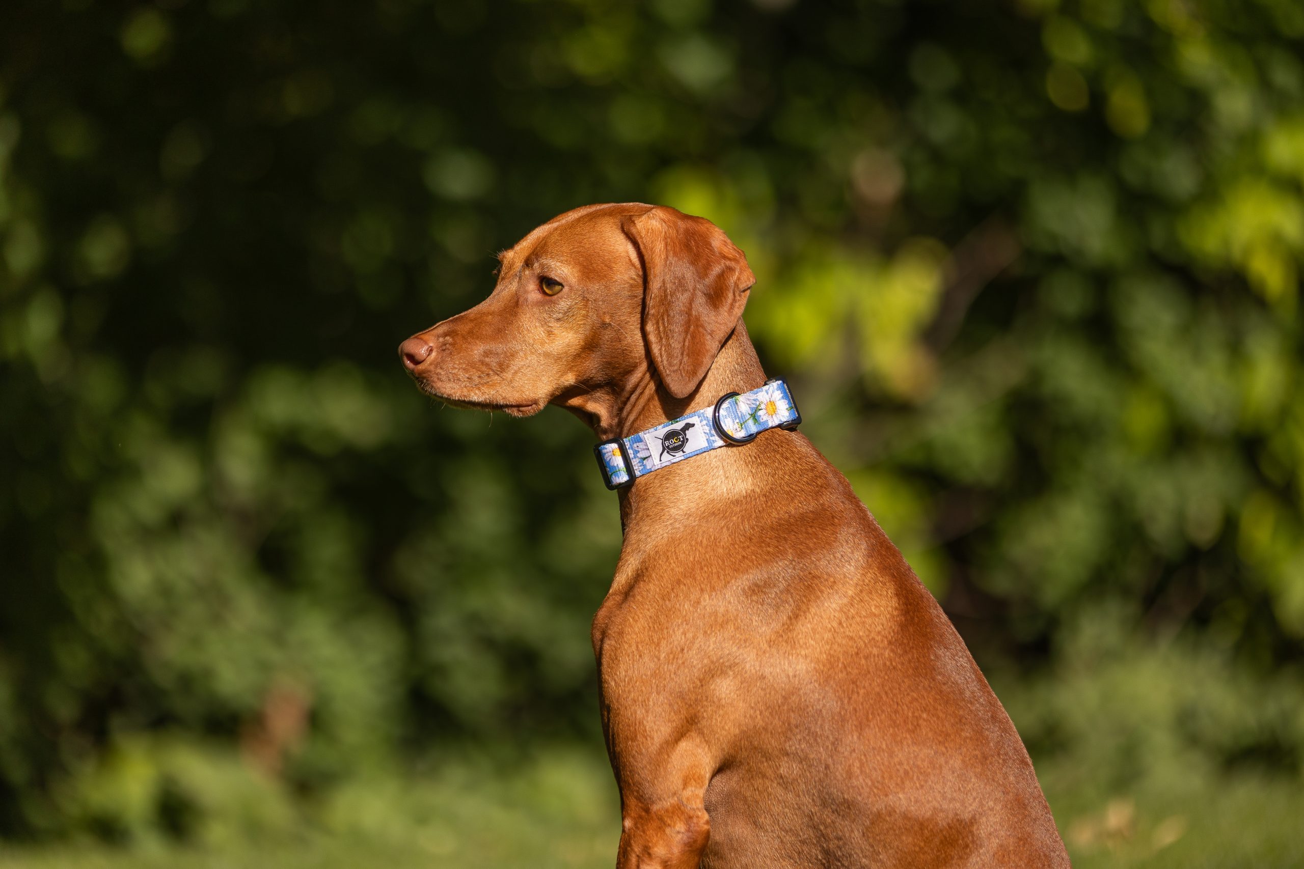 Dog wearing daisy chain collar