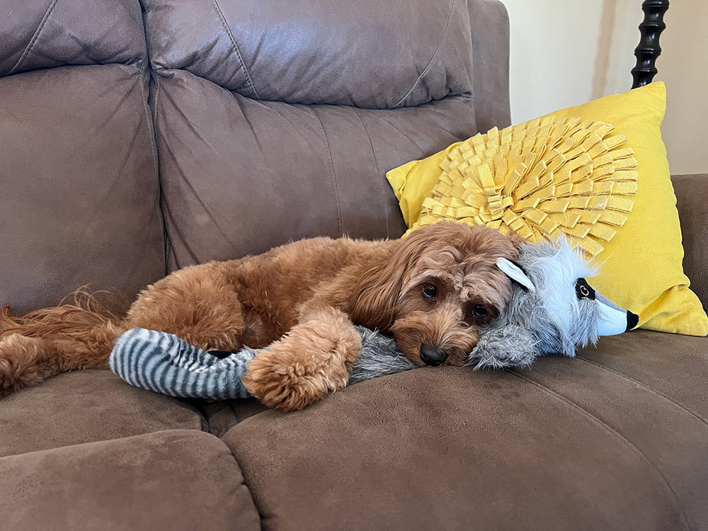Dog with racoon toy