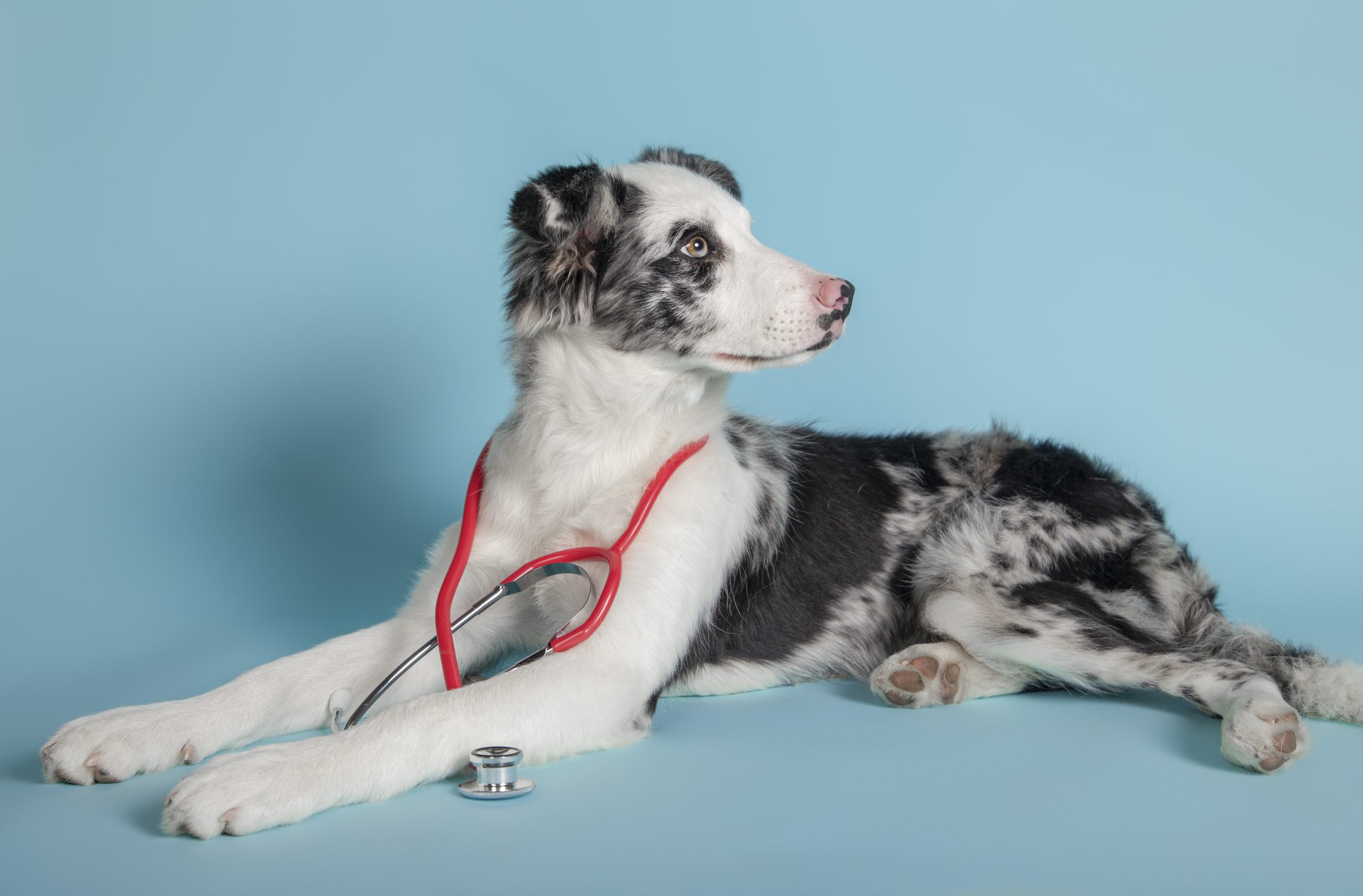 Black and white border collie puppy