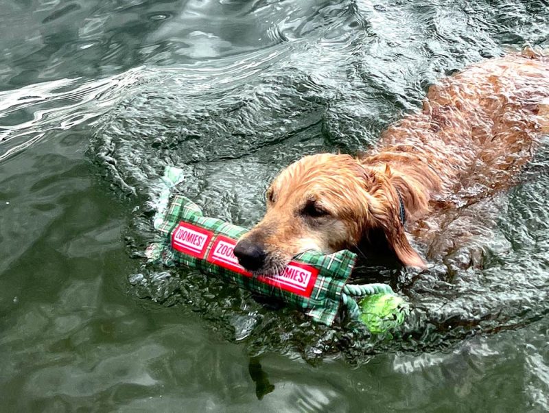 Dog in water with water bottle ball retriever