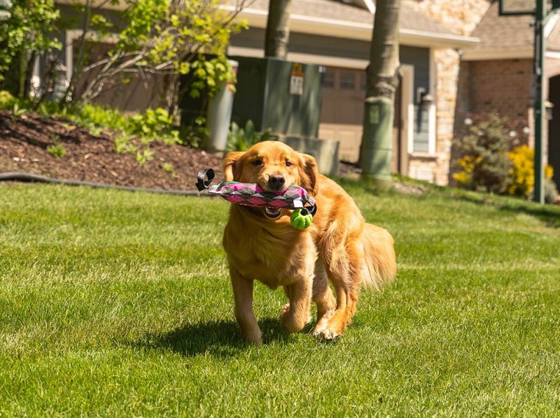 Dog running with water bottle ball retriever