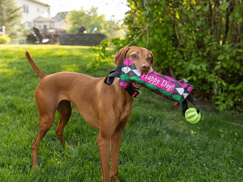 Dog with water bottle ball retriever