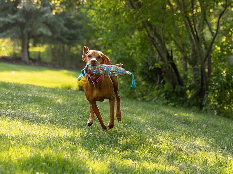 Dog running with water bottle ball retriever