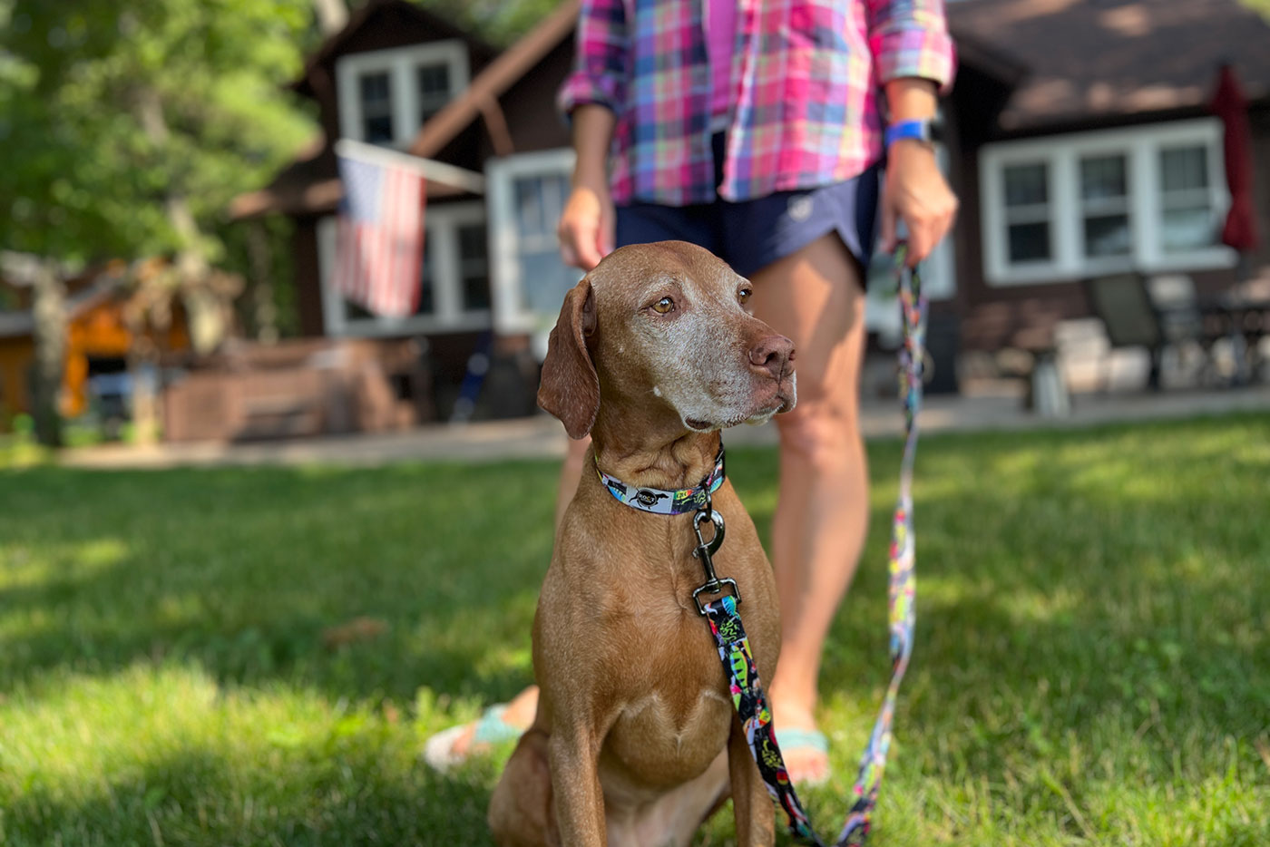 dog wearing collar and leash with woman in background