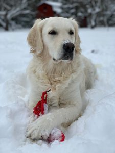 dog laying in the snow