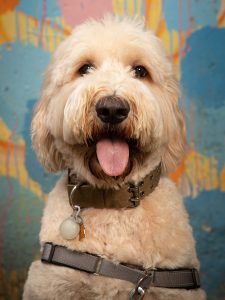 dog with its tongue out