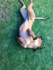 dog rolling in the green grass