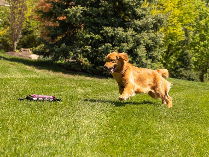 dog running after water bottle ball retriever