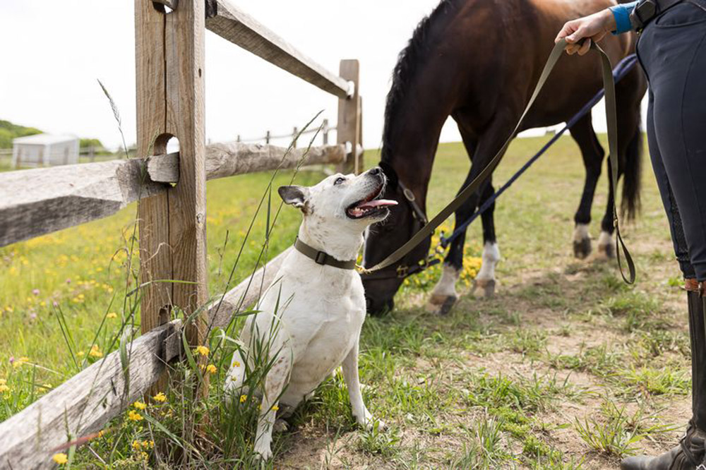 White dog wearing a collar and leash by a horse