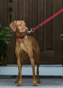 Dog wearing a red collar and leash