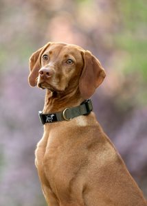 Dog wearing a green collar