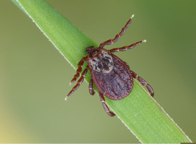 Tick on a blade of grass