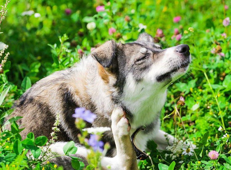 Dog in grass scratching its ear