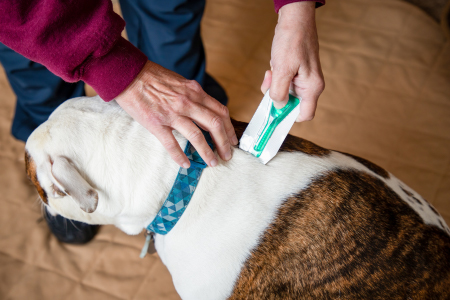 Dog getting a flea medication injection