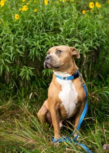 Dog wearing a blue leash and collar in a field