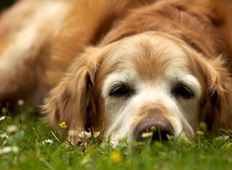 Tired dog laying in grass