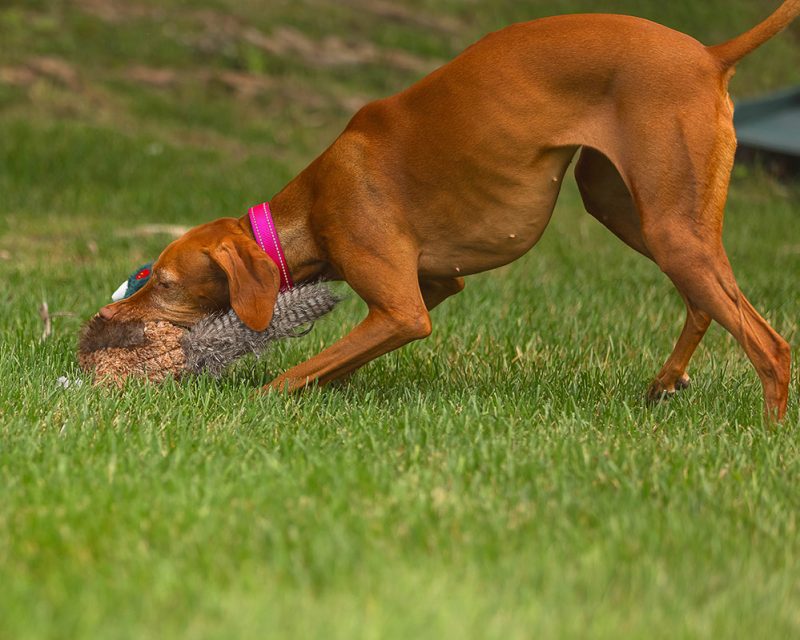 Dog playing with pheasant dog toy