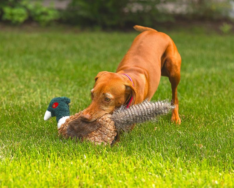 Dog playing with pheasant dog toy