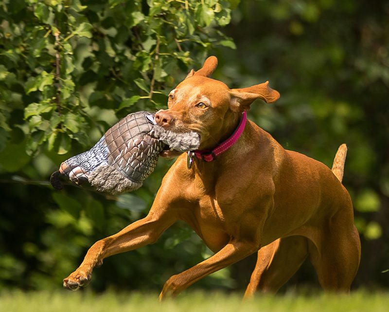 Dog playing with quail dog toy