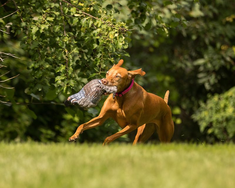 Dog playing with quail dog toy