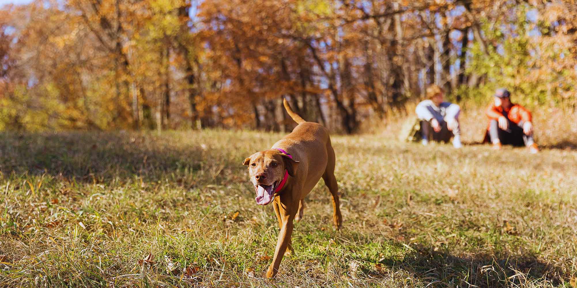 dog running with fall trees in background