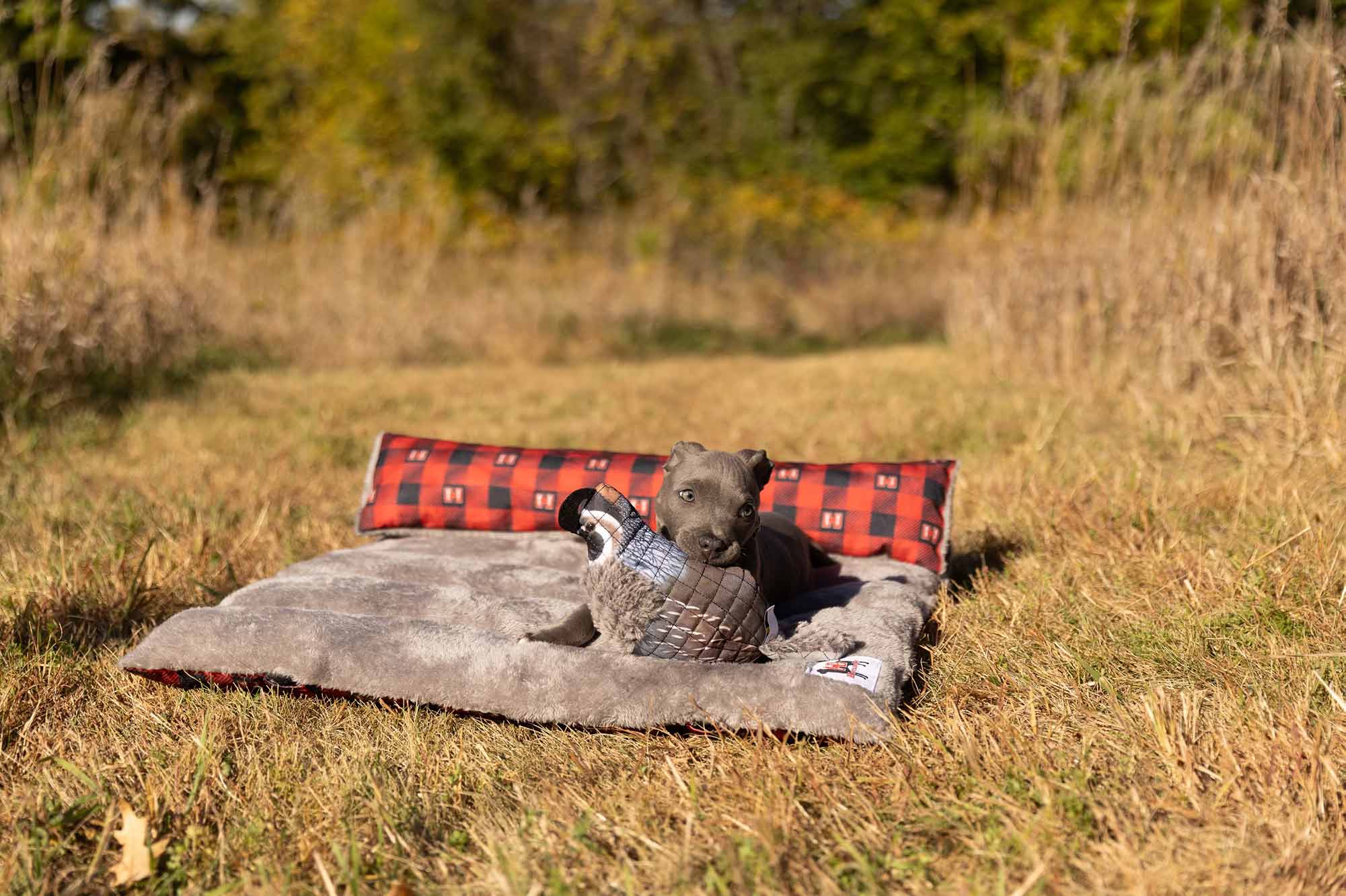 dog on dog bed with the quail dog toy