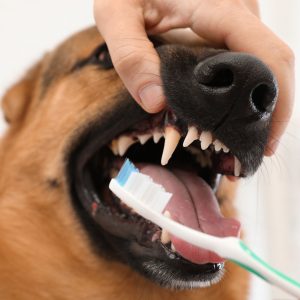 Dog with toothbrush in its mouth